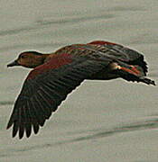 Lesser Whistling Duck