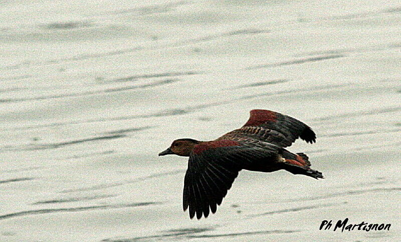 Lesser Whistling Duck, Flight