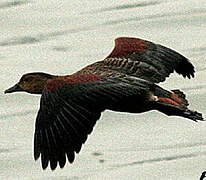 Lesser Whistling Duck