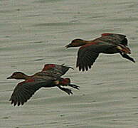 Lesser Whistling Duck