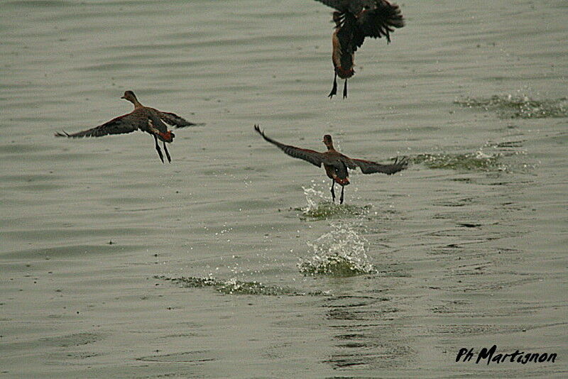 Lesser Whistling Duck, Flight