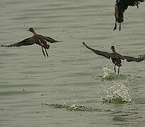 Lesser Whistling Duck