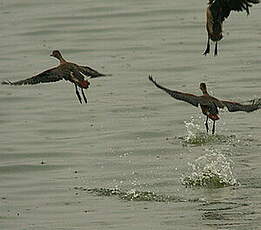 Dendrocygne siffleur