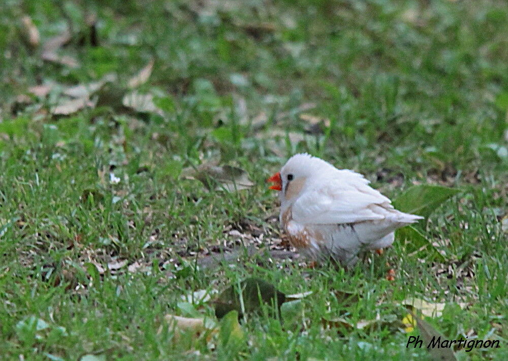 Diamant mandarin, identification