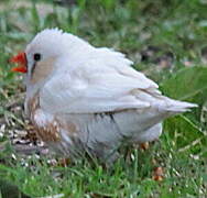 Sunda Zebra Finch