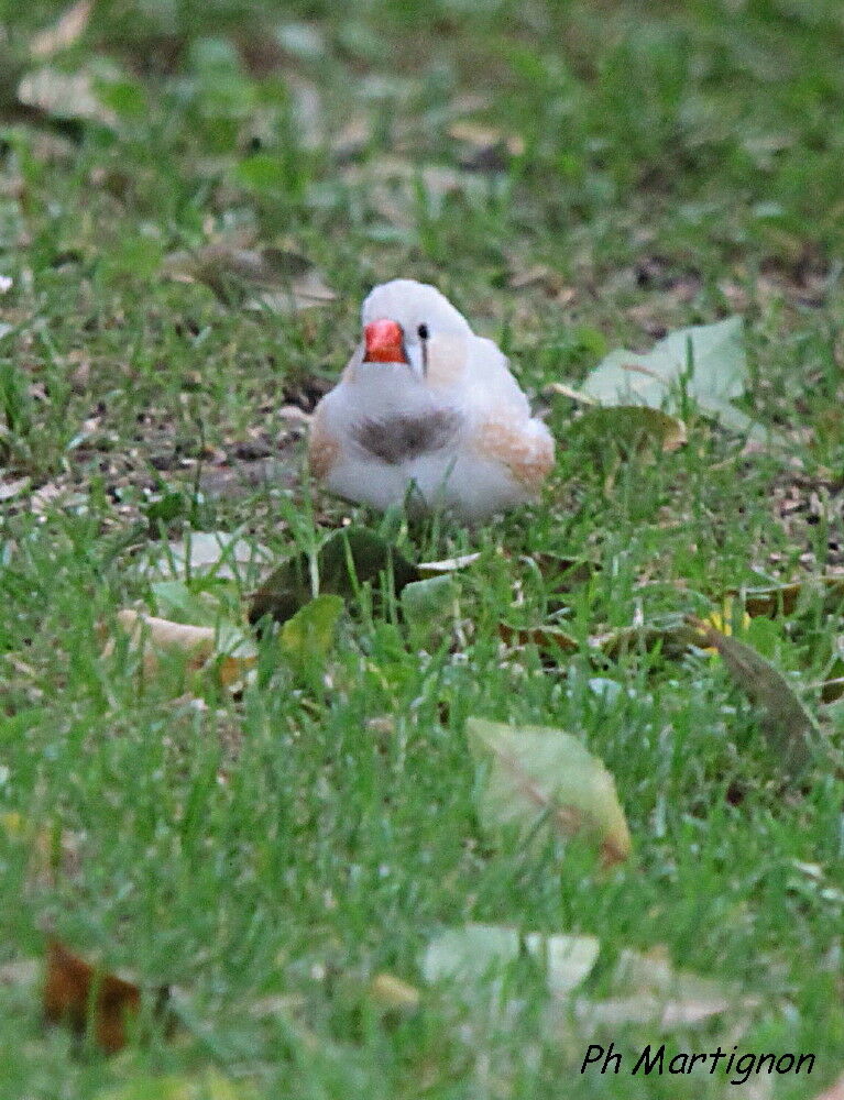 Diamant mandarin, identification