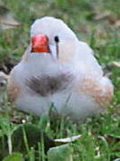 Sunda Zebra Finch