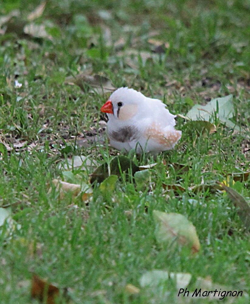 Sunda Zebra Finch, identification