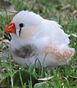 Sunda Zebra Finch