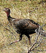 Wild Turkey