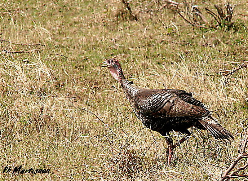 Wild Turkey, identification