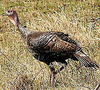 Wild Turkey