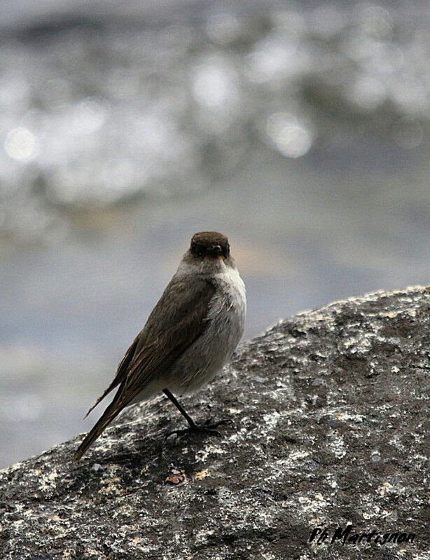 Dark-faced Ground Tyrant