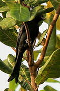 Black Drongo