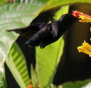 Crowned Woodnymph