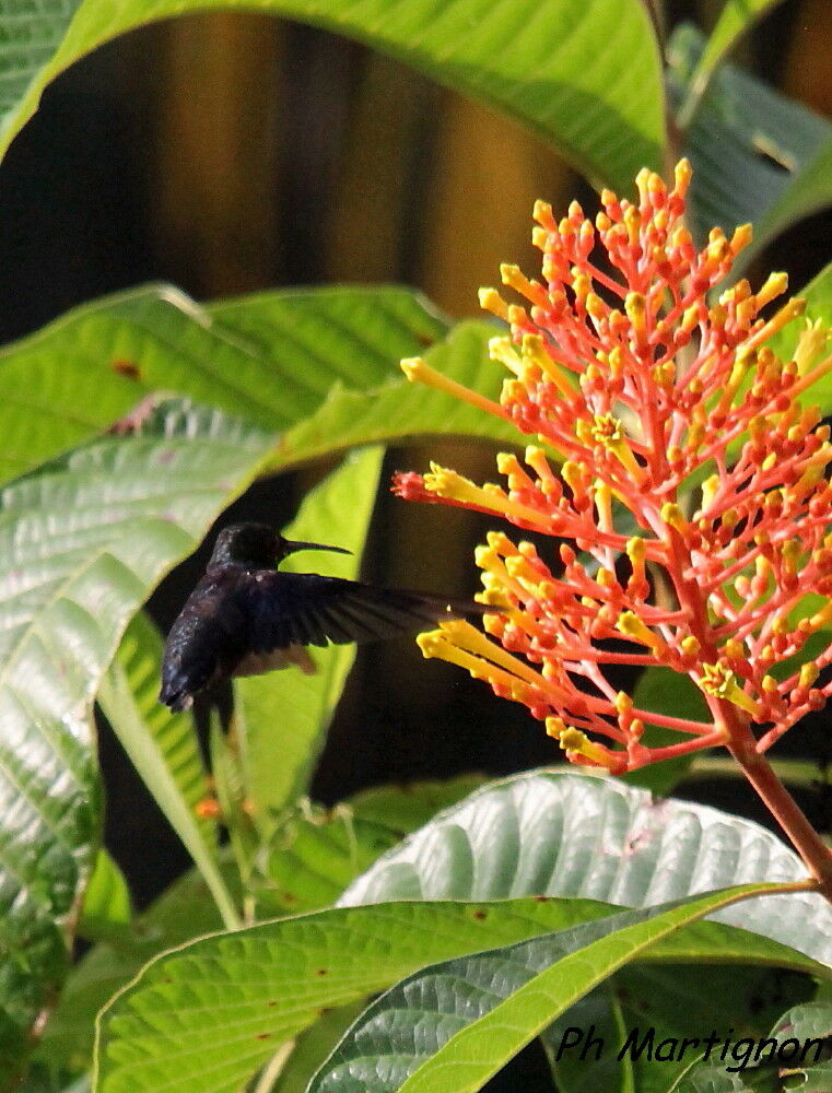 Dryade couronnée, identification