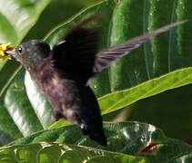 Crowned Woodnymph