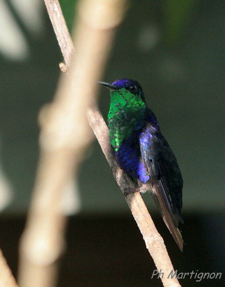 Dryade couronnée, identification