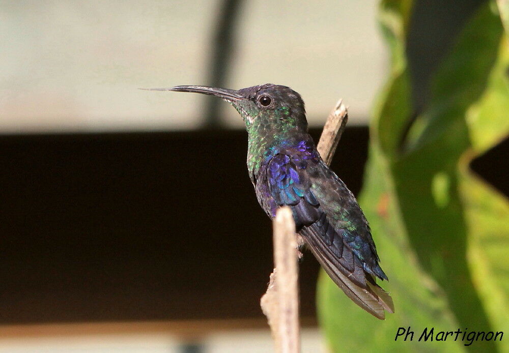 Dryade couronnée, identification