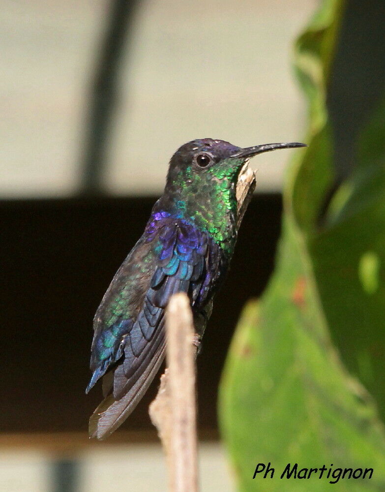 Dryade couronnée, identification