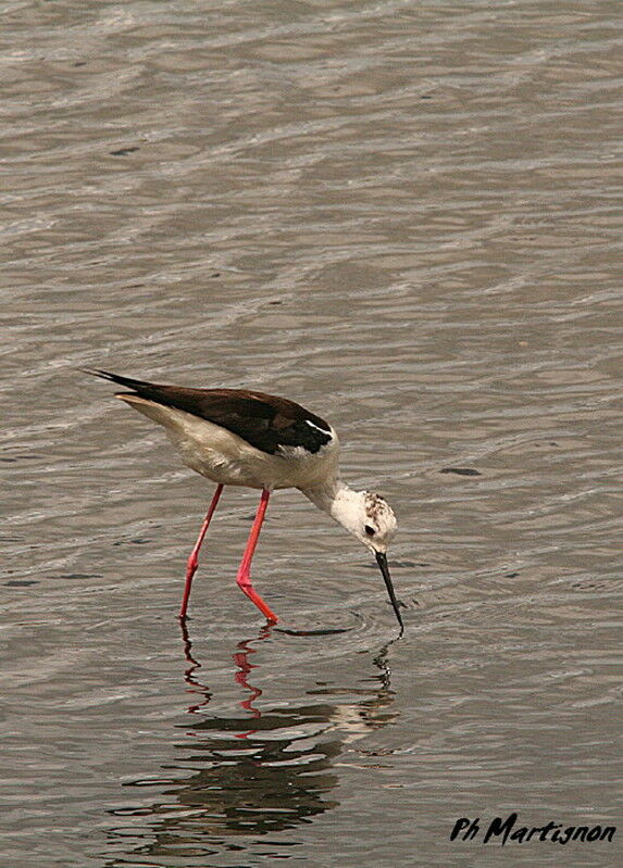 Échasse blanche, identification