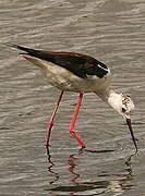 Black-winged Stilt