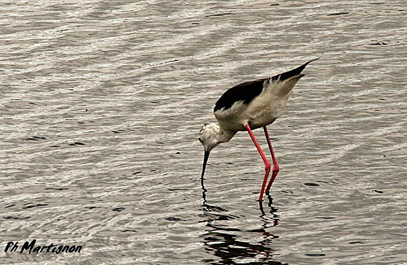 Échasse blanche, identification