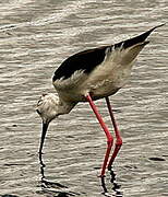 Black-winged Stilt