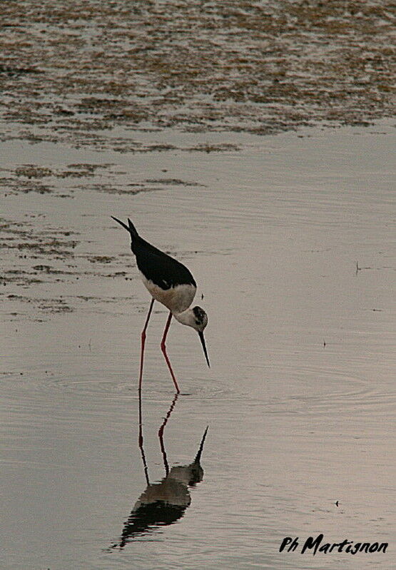 Échasse blanche, identification