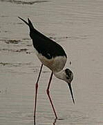 Black-winged Stilt