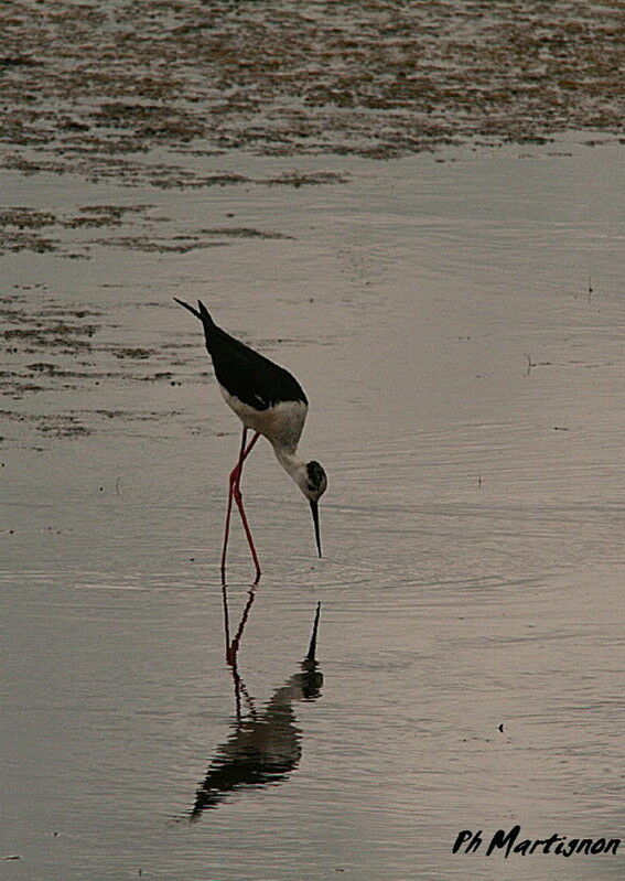 Échasse blanche, identification