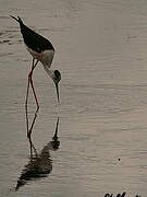 Black-winged Stilt