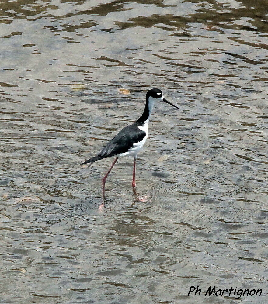 Échasse d'Amérique, identification