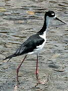 Black-necked Stilt