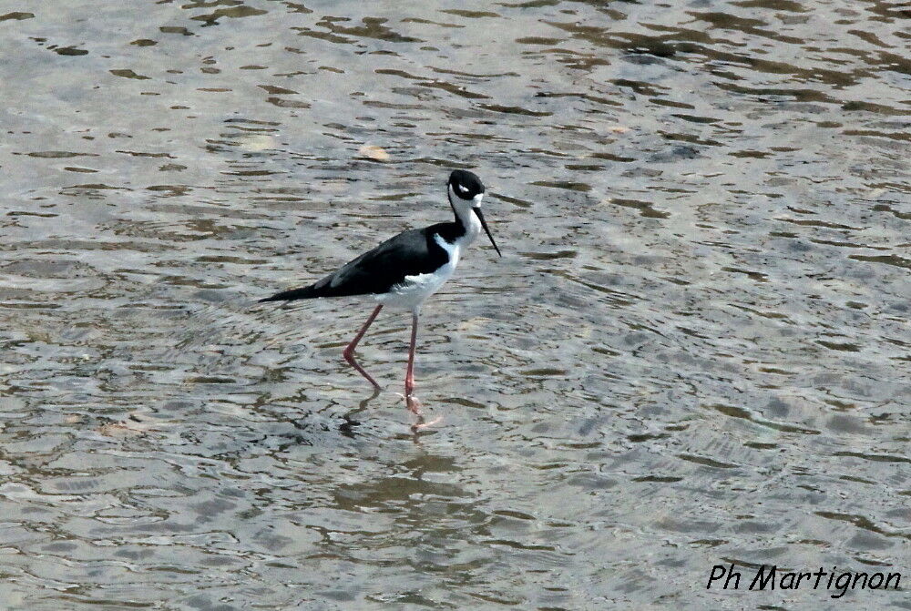 Échasse d'Amérique, identification