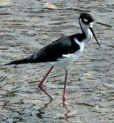 Black-necked Stilt