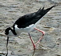 Black-necked Stilt