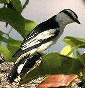 Pied Triller