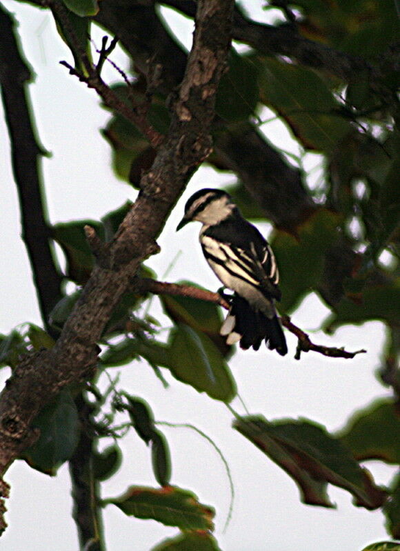 Pied Triller, identification