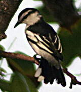 Pied Triller