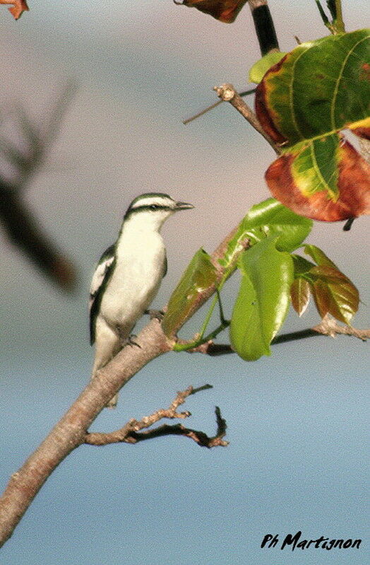 Pied Triller, identification