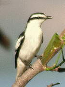 Pied Triller