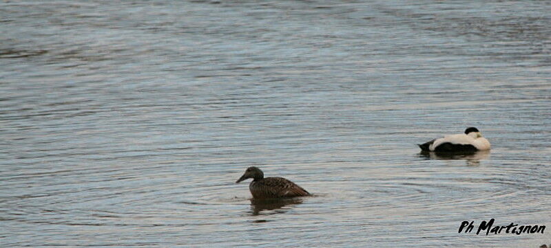 Eider à duvet , identification