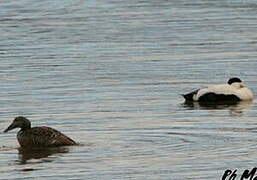 Common Eider