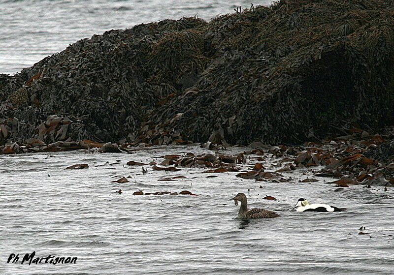 Eider à duvet , identification