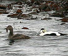 Common Eider