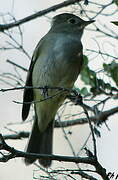 Yellow-bellied Elaenia