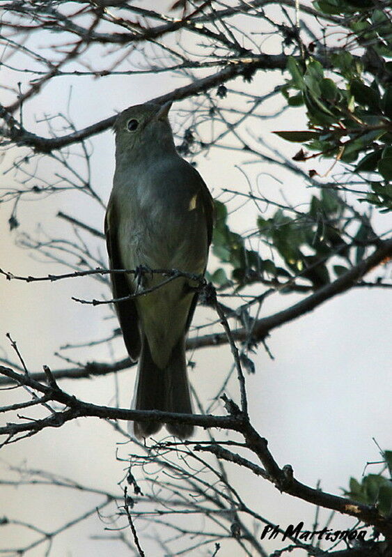 Yellow-bellied Elaenia