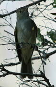 Yellow-bellied Elaenia