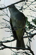 Yellow-bellied Elaenia